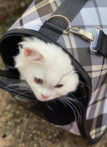 a photography of a white cat in a black and white bag, mustela putorius in a bag with a cat inside.