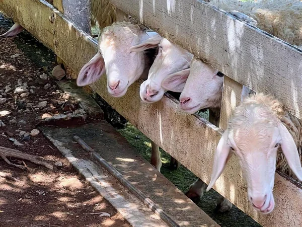 Uma Fotografia Três Ovelhas Colando Cabeça Fora Uma Cerca Sus — Fotografia de Stock