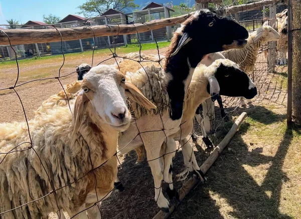 Eine Fotografie Einer Gruppe Nebeneinander Stehender Schafe — Stockfoto