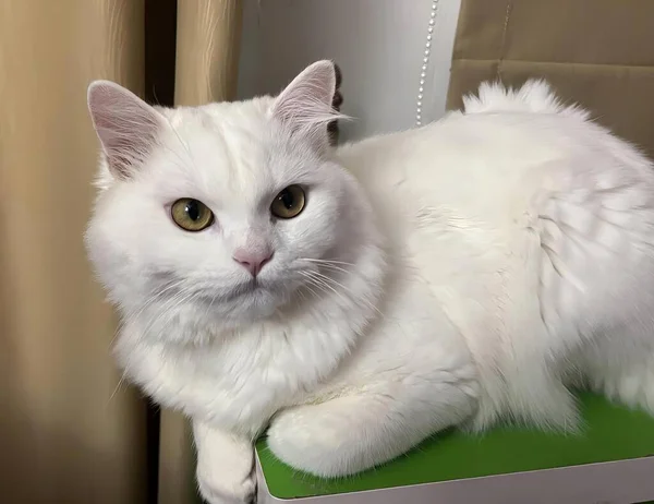 Yeşil Bir Masada Oturan Beyaz Bir Kedinin Fotoğrafı Yeşil Bir — Stok fotoğraf