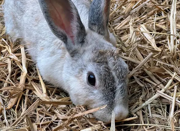 a photography of a rabbit sitting in a pile of straw, hare laying on straw in a cage with a white and gray rabbit.