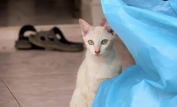 a photography of a white cat sitting on the floor next to a blue bag, plastic bag with a cat sitting on it.