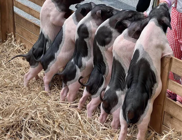 a photography of a group of cows standing next to each other, sus scrofas are lined up in a row to feed the pigs.