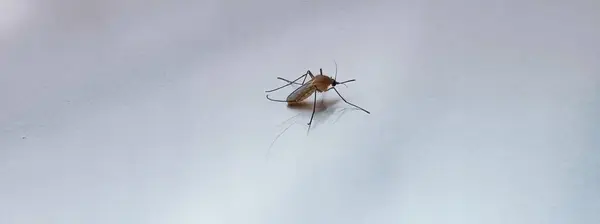 Beyaz Yüzeyde Bir Sivrisineğin Fotoğrafı Beyaz Yüzeyde Bir Cırcır Böceği — Stok fotoğraf