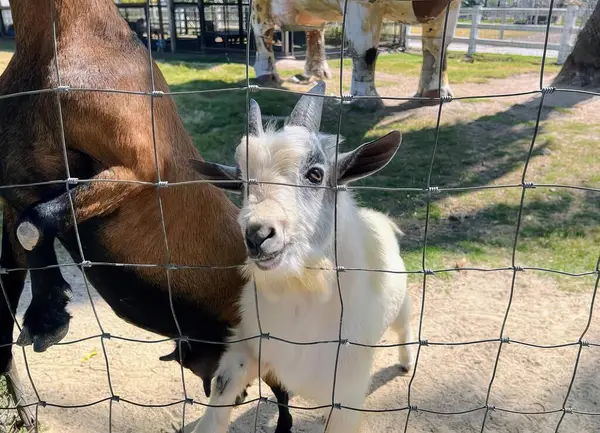 Una Fotografía Una Cabra Una Cabra Detrás Una Valla Llamas — Foto de Stock