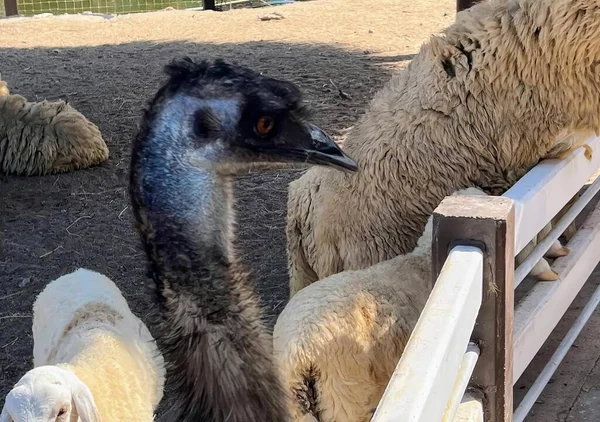 Photography Group Sheep Emu Pen Struthio Camelus Sheep Pen Fence — Stock Photo, Image