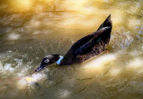 a photography of a duck swimming in a pond with a fish in its mouth, drake duck in the water with a fish in its mouth.
