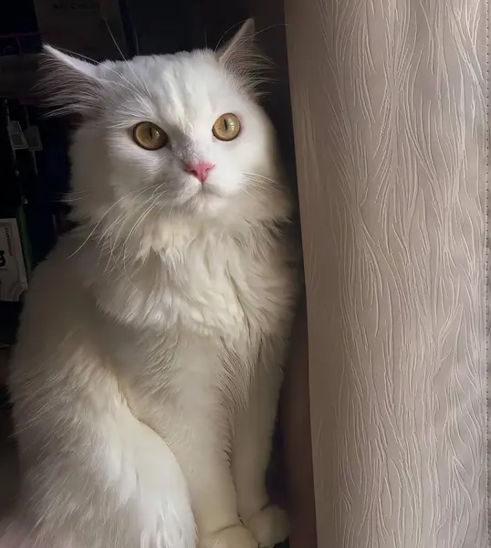 一只白猫坐在窗台上的照片 一只波斯猫坐在窗台上向窗外看 — 图库照片