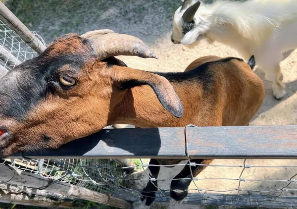 Photography Goat Dog Standing Fence Capra Ibexor Goat Horns Sticking — Stock Photo, Image