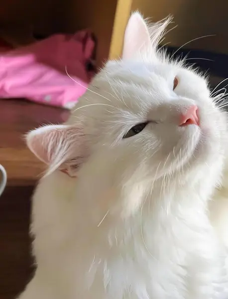 Uma Fotografia Gato Branco Com Olhos Fechados Cabeça Inclinada Xícara — Fotografia de Stock