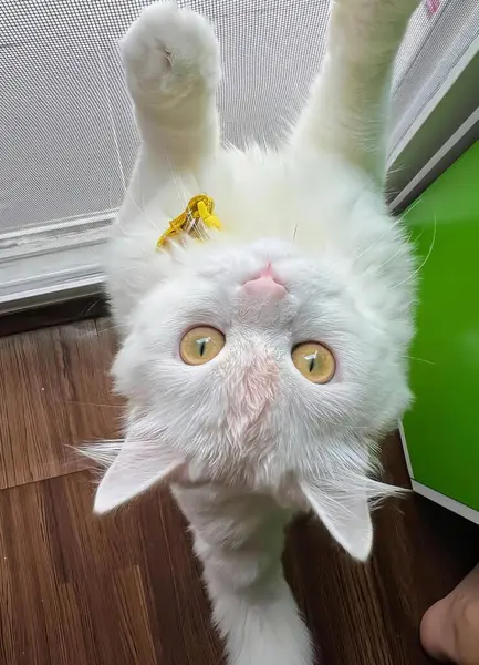 Eine Fotografie Einer Weißen Katze Mit Einer Gelben Schleife Auf — Stockfoto
