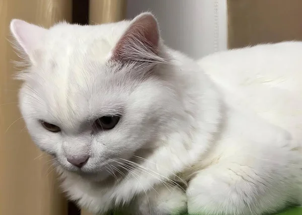 ภาพแมวส ขาวนอนบนเก แมวอ นอนบนหมอนส มองไปท — ภาพถ่ายสต็อก