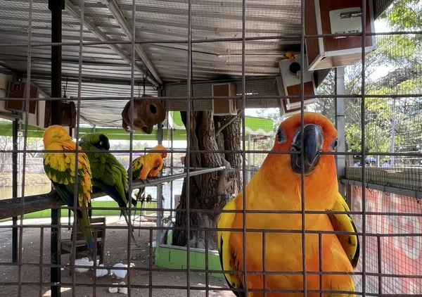 Kafesin Tepesinde Oturan Birkaç Kuşun Fotoğrafı Kuş Yemliğiyle Kuş Parkındaki — Stok fotoğraf