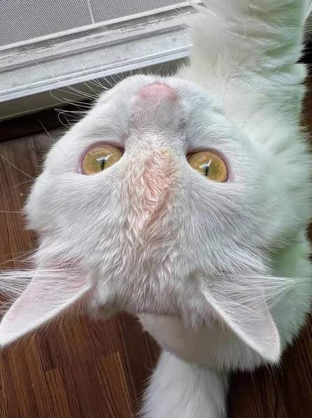 一只黄色眼睛向上看的白色猫 一只黄色眼睛向上看木制地板上相机的波斯猫的照片 — 图库照片