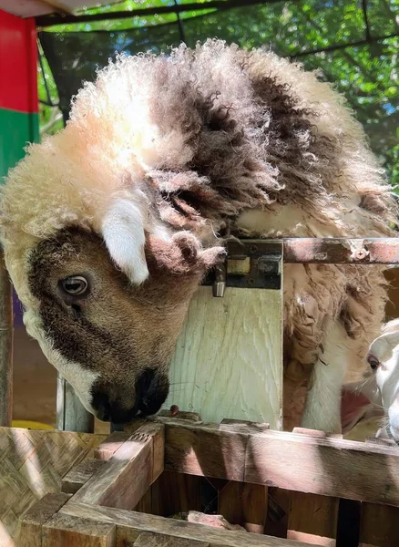 Eine Fotografie Eines Schafes Mit Einem Baby Schaf Gehege Wolle — Stockfoto