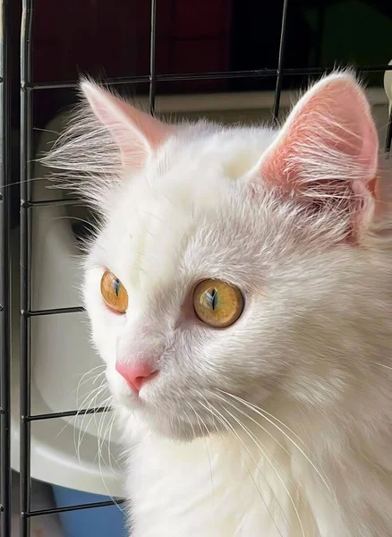 a photography of a white cat with yellow eyes sitting in a cage, persian cat with yellow eyes in cage looking at camera.