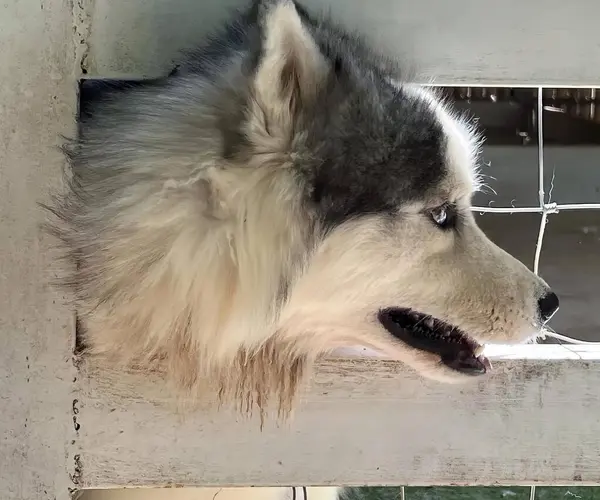 Фотография Собаки Выглядывающей Окна Собаки Эскимоса Выглядывающей Окна — стоковое фото