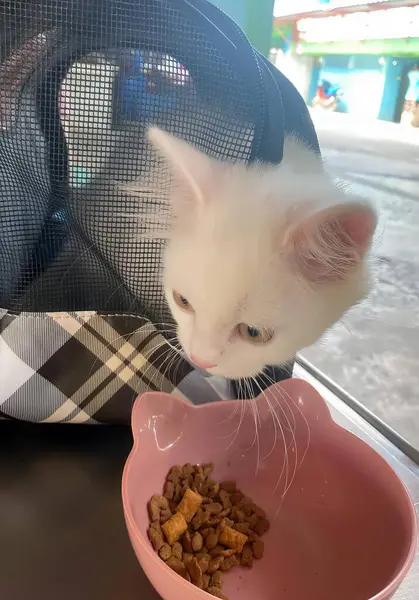 Una Fotografía Gato Blanco Comiendo Cuenco Rosado Gato Persa Comiendo —  Fotos de Stock
