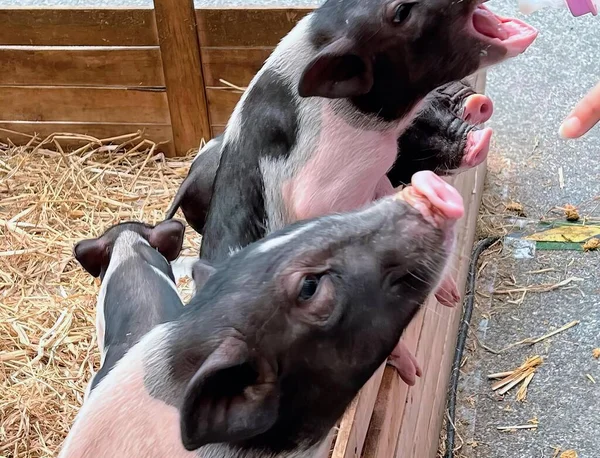 Uma Fotografia Grupo Porcos Lado Outro Sus Scrofas Estão Alimentando — Fotografia de Stock