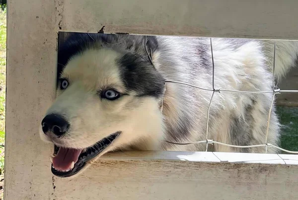 Fotografia Psa Wychodzącego Ogrodzenia Okolicy Pies Eskimoski Patrzący Przez Płot — Zdjęcie stockowe