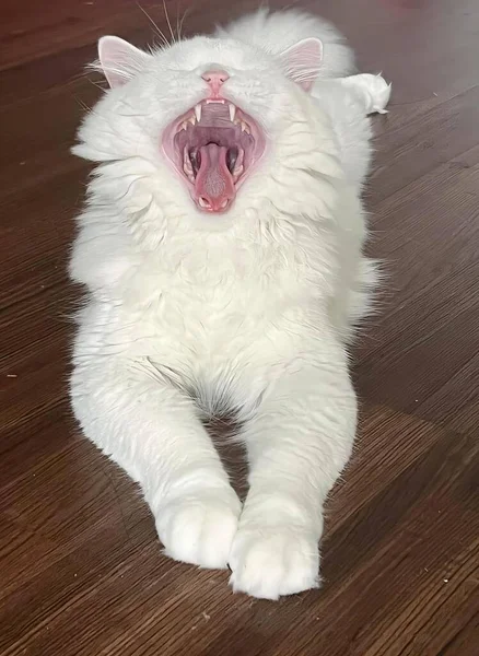 Photography White Cat Yawning Wooden Floor Persian Cat Yawning Floor — Stock Photo, Image