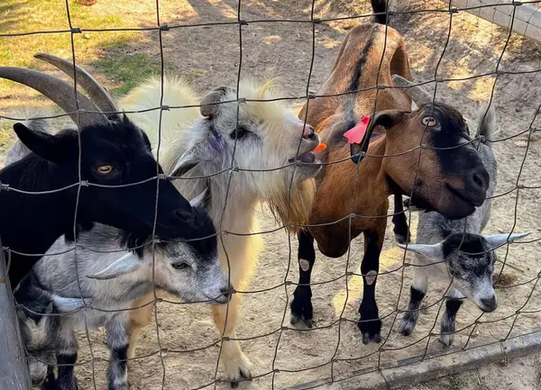 Bir Grup Keçinin Yan Yana Durduğu Bir Fotoğraf Üzerinde Etiket — Stok fotoğraf