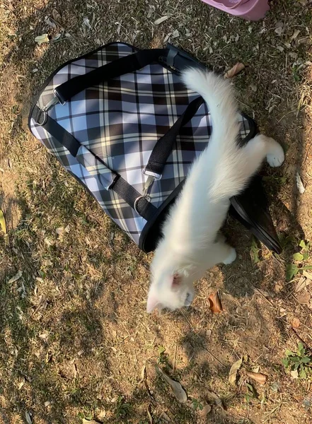 バッグの横に地面に横たわる白い猫の写真 マスタエラは猫と一緒にバッグに入れました — ストック写真