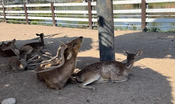 Eine Fotografie Einer Gruppe Hirsche Die Sich Einem Eingezäunten Gebiet — Stockfoto