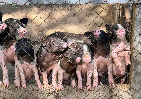 울타리 돼지의 그룹의 스크로 돼지의 무리와 지역에서 울타리에 — 스톡 사진