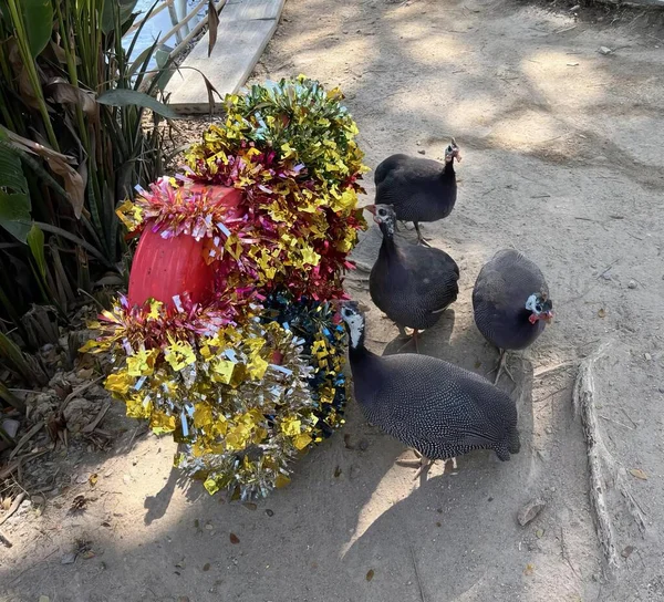 Fotografie Skupiny Ptáků Stojících Kolem Květináče Slepice Procházejí Hromadě Květin — Stock fotografie