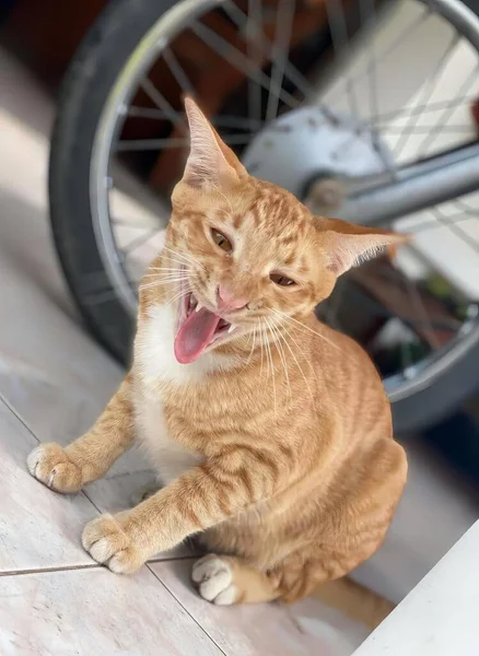自転車の隣の床で溺れている猫の写真は 口を開いて舌を出して床に座っている虎の猫です — ストック写真