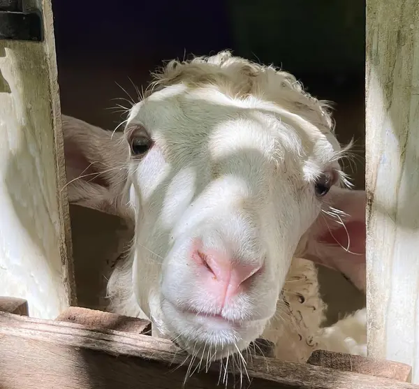Kafası Dışarı Çıkmış Bir Şekilde Çitten Bakan Bir Koyunun Fotoğrafı — Stok fotoğraf