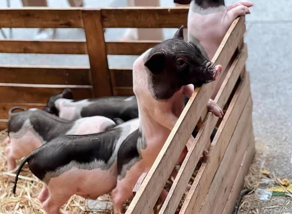 Una Fotografía Grupo Cerdos Una Pluma Con Paja Sus Scrofas —  Fotos de Stock
