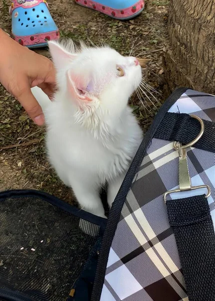 Fotografi Seseorang Memelihara Kucing Putih Dalam Ransel Kuas Telinga Kanguru — Stok Foto