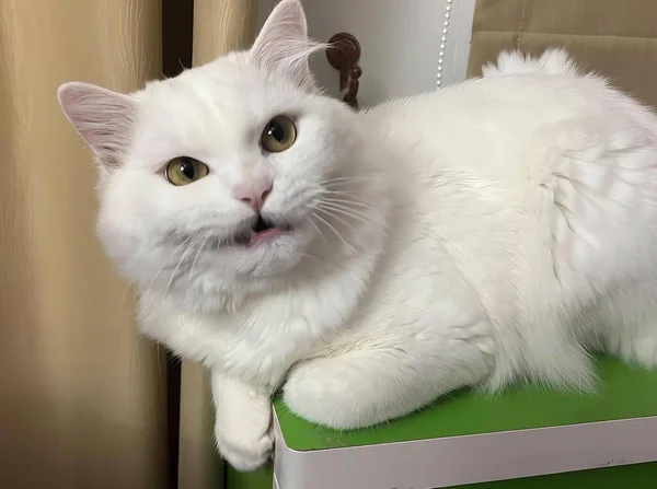 a photography of a white cat sitting on a green box, egyptian cat sitting on a green box with a white background.
