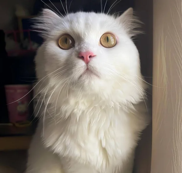 一只长着大大的眼睛的白猫的照片 一只黄眼睛的波斯猫抬头看着摄像机 — 图库照片