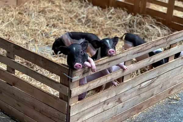 a photography of three pigs in a pen with hay and straw, sus scrofas in a wooden box with straw and hay.