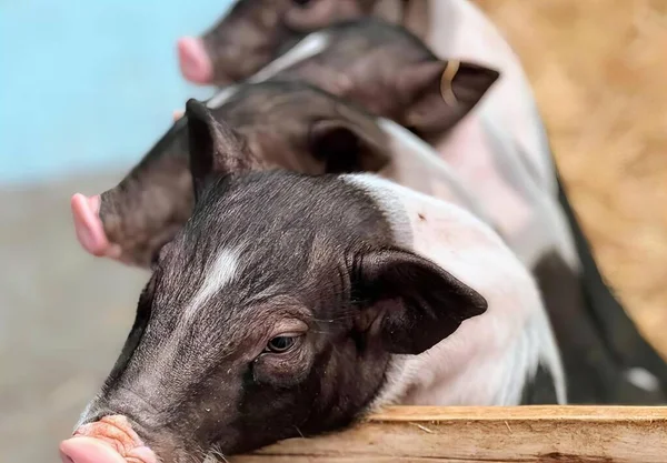 Üç domuzun fotoğrafı bir çitin arkasında duruyor, sus scrofa, bir domuz ve bir domuz çitin üzerinden bakıyor..