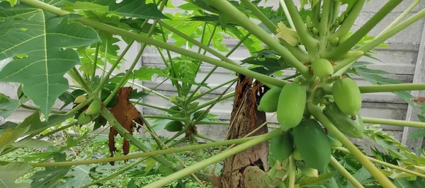 Fotografia Rośliny Papanas Zielonymi Liśćmi Brązową Korą Szklarnia Gromadą Zielonych — Zdjęcie stockowe