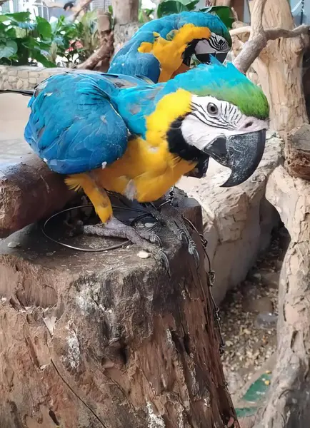 Ağaç Kütüğünde Oturan Iki Papağanın Fotoğrafı Hayvanat Bahçesindeki Ağaç Kütüğünde — Stok fotoğraf