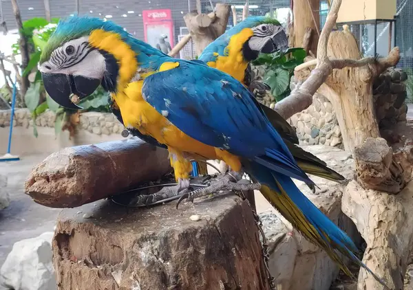 Uma Fotografia Dois Papagaios Sentados Galho Árvore Zoológico Araras Estão — Fotografia de Stock