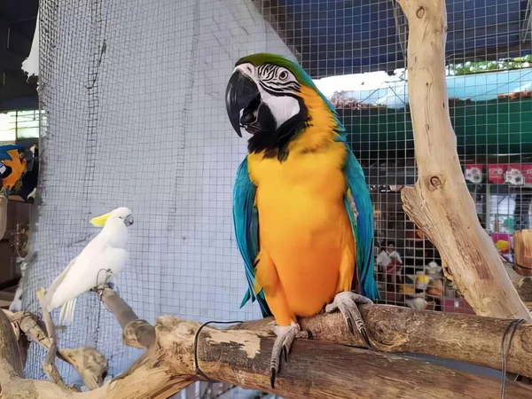 Uma Fotografia Papagaio Sentado Ramo Com Pássaro Branco Empoleirado Nele — Fotografia de Stock