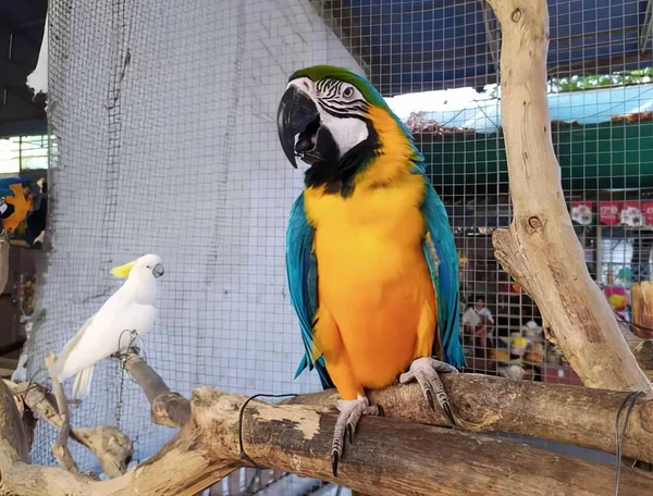 Uma Fotografia Papagaio Sentado Galho Com Pássaro Branco Empoleirado Nele — Fotografia de Stock