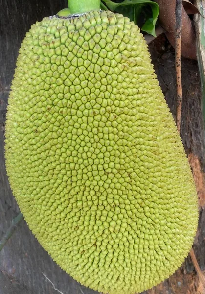 Μια Φωτογραφία Ενός Μεγάλου Πράσινου Φρούτου Πολλές Μικροσκοπικές Τρύπες Jackfruit — Φωτογραφία Αρχείου