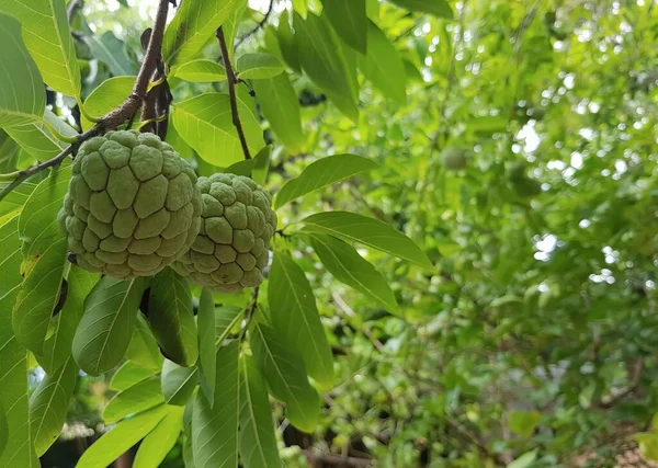 a photography of a bunch of fruit hanging from a tree, custard apple fruit hanging from a tree in a forest.