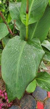 Üzerinde su damlacıkları olan büyük yeşil bir yaprağın, yeşil yapraklı bir saksının ve bir bahçede su damlacıklarının fotoğrafı..