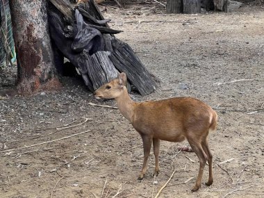 Ağacın yakınındaki çamurda duran bir geyiğin fotoğrafı. Arka planda ağaç kütüğü olan toprak bir alanda cuon alpinus..