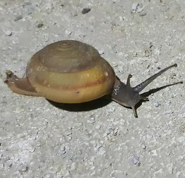 蜗牛在地上爬行的照片 其外壳部分被盖住 — 图库照片