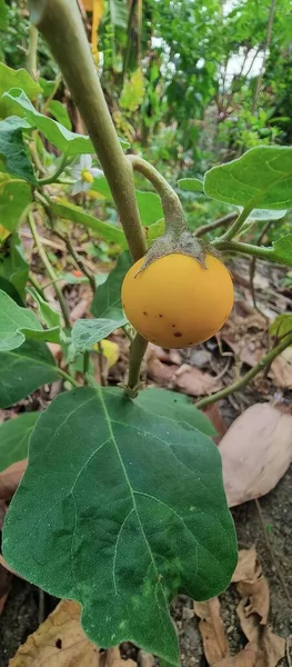 Uma Fotografia Fruto Amarelo Galho Árvore Floresta Abóbora Espaguete Galho — Fotografia de Stock