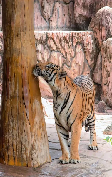 a photography of a tiger standing next to a tree trunk, panthera tigris standing next to a tree in a zoo enclosure.